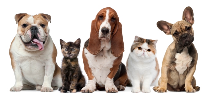 6 health problems caused by pets Bangalore should know about